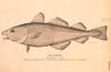 �leo de f�gado de bacalhau